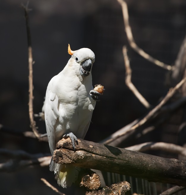 ขายอาหารนกลูกป้อน White cockatoo